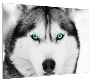 Husky kutya képe (70x50 cm)