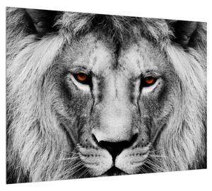 Fekete-fehér oroszlán kép (70x50 cm)