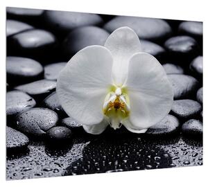 Orchidea képe (70x50 cm)