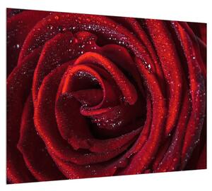 Piros rózsa képe (70x50 cm)