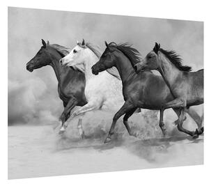 Fekete fehér kép lovakkal (70x50 cm)