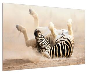 Fekvő zebra képe (90x60 cm)