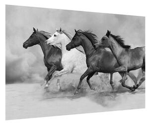 Fekete fehér kép lovakkal (90x60 cm)