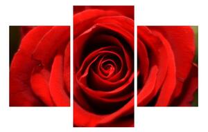 Rózsa virág részletes képe (90x60 cm)