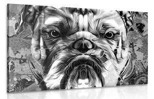 Kép francia bulldog fekete fehérben