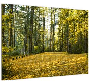 Kép - erdő ősszel (70x50 cm)