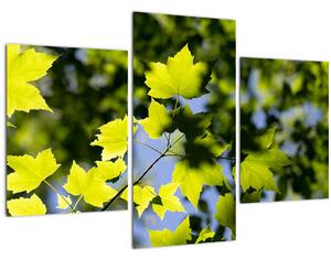 Kép - juhar levelek (90x60 cm)