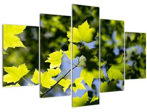 Kép - juhar levelek (150x105 cm)