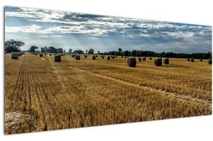 Betakarított gabona mező képe (120x50 cm)