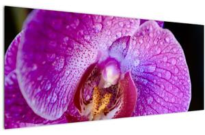 Részletes kép az orchidea virágról (120x50 cm)