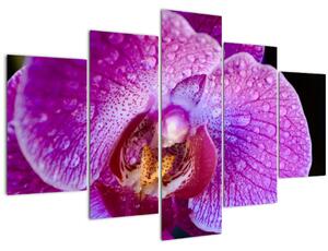 Részletes kép az orchidea virágról (150x105 cm)