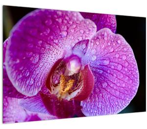 Részletes kép az orchidea virágról (90x60 cm)