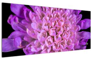 Részletes virágkép (120x50 cm)