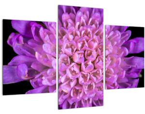 Részletes virágkép (90x60 cm)