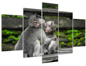 Kép - majmok (150x105 cm)