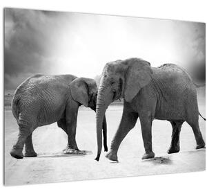 Kép - fekete fehér elefántok (70x50 cm)