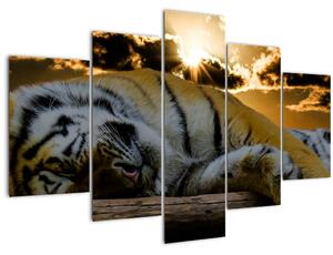 Alvó tigris képe (150x105 cm)