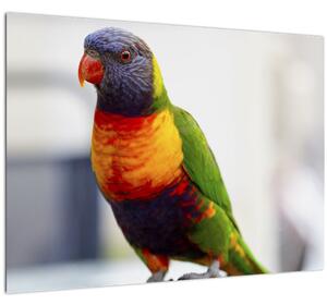 Papagáj képe (70x50 cm)