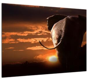 Elefánt képe (70x50 cm)