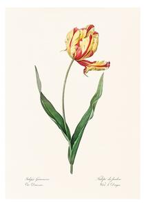 Tulipán művészi nyomat, print A5