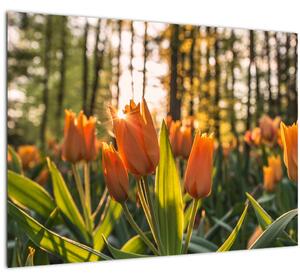 Narancssárga tulipán képe (70x50 cm)