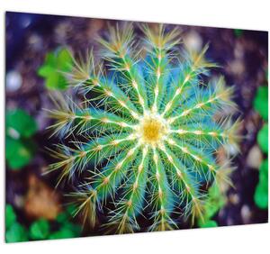 Kaktusz kép (70x50 cm)