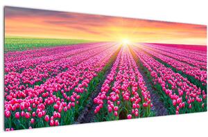 Tulipán mező és a nap képe (120x50 cm)