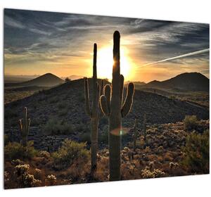 Kép - kaktuszok a napon (70x50 cm)
