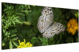 Kép - fehér pillangó (120x50 cm)
