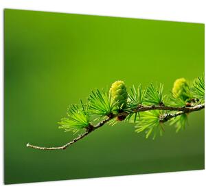 Zöld fenyőtoboz képe (70x50 cm)