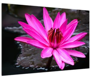 Kép - rózsaszín virág (90x60 cm)