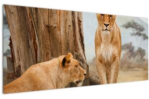 Kép - két oroszlán (120x50 cm)