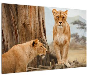 Kép - két oroszlán (90x60 cm)