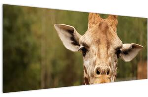 Egy zsiráf képe (120x50 cm)