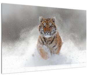 Futó tigris a hóban képe (90x60 cm)