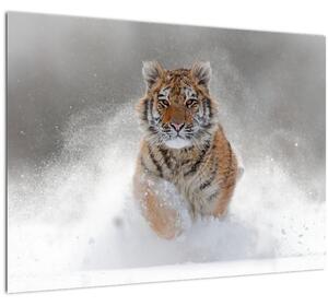 Futó tigris a hóban képe (70x50 cm)