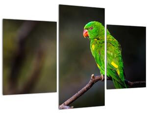 Papagáj egy ágon képe (90x60 cm)