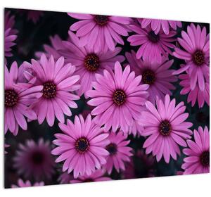 Rózsaszín virágok képe (70x50 cm)
