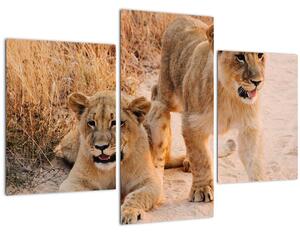 Egy oroszlán képe (90x60 cm)