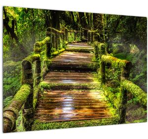 Lépcső az esőerdőben képe (70x50 cm)