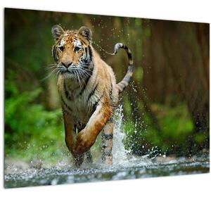 Futó tigris képe (70x50 cm)