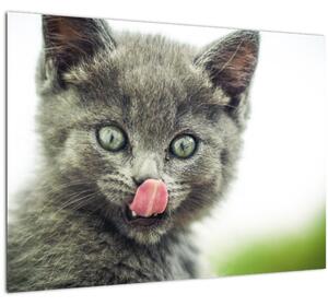 Nyaló cica képe (70x50 cm)