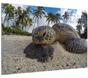 A teknős képe (90x60 cm)