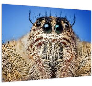 A pók részletének képe (70x50 cm)