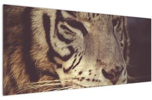 Tigris képe (120x50 cm)