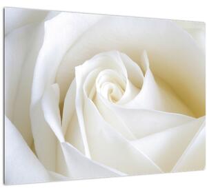 Egy fehér rózsa képe (70x50 cm)