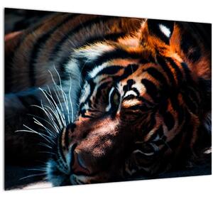 Egy fekvő tigris képe (70x50 cm)