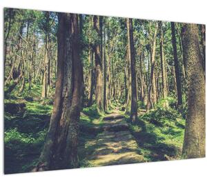 Kép egy út a fák között (90x60 cm)