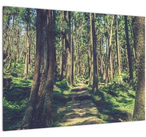 Kép egy út a fák között (70x50 cm)
