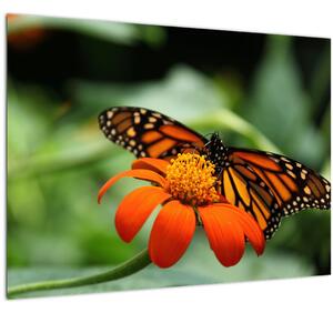 Pillangó képe a virágon (70x50 cm)